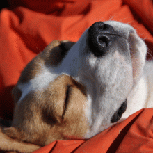 Beagle Franzi