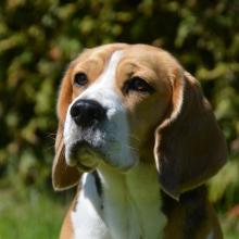 Beagle Helena