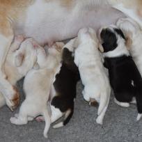 Beagle Welpen O2 - Wurf